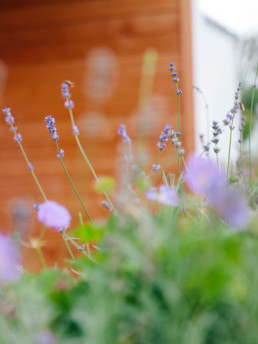 Klee_Landschaftsbau_Hinterwimmer_Lavendel